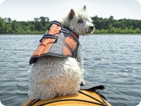 Koirien pelastusliivit